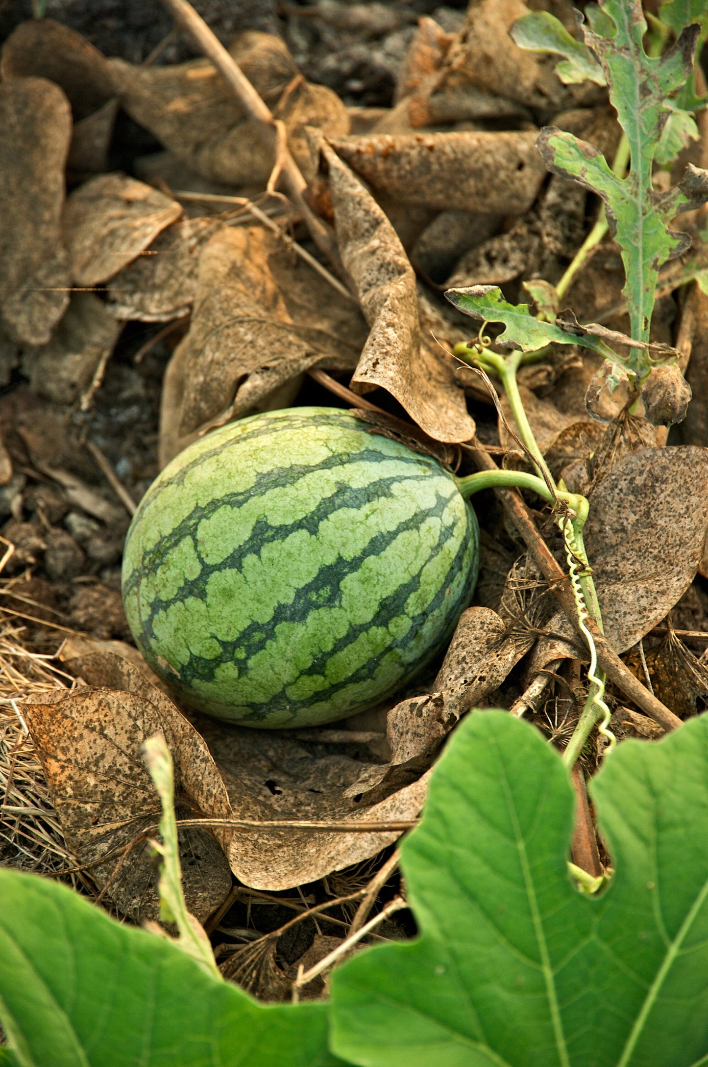 Water melon seeds pack for home garden bonsai from sri lanka ceylon products