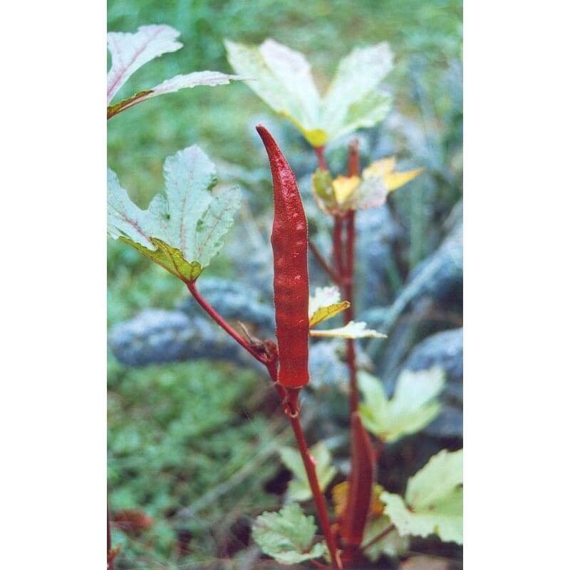 Red okra seeds for home garden from sri lanka ceylon products bonsai plants seedlings
