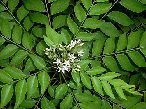 Organic Curry Leaves & Powder 50 G| 100% Organic Natural | Freshly Dehydrating Pack