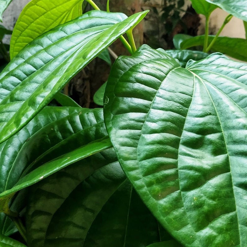 Betel Leaves, Fresh dried Herbal leaf for health ,Ceylon 100%Organic Leaves, Paan leaves