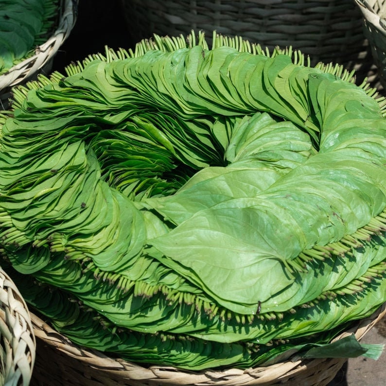 Betel Leaves, Fresh dried Herbal leaf for health ,Ceylon 100%Organic Leaves, Paan leaves