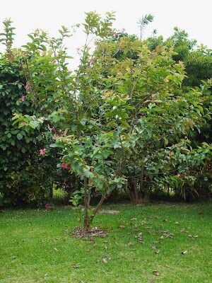 50 pcs Apple guava seeds ceylon organic fruit seeds for planting growing