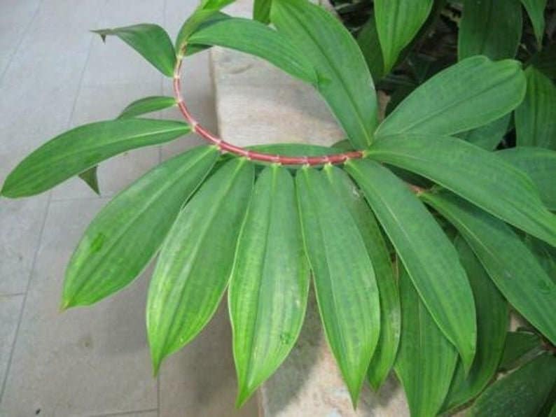 Ayurvedic natural Insulin Plant Leaf Powder (Costus Igneus) Thebu leaves