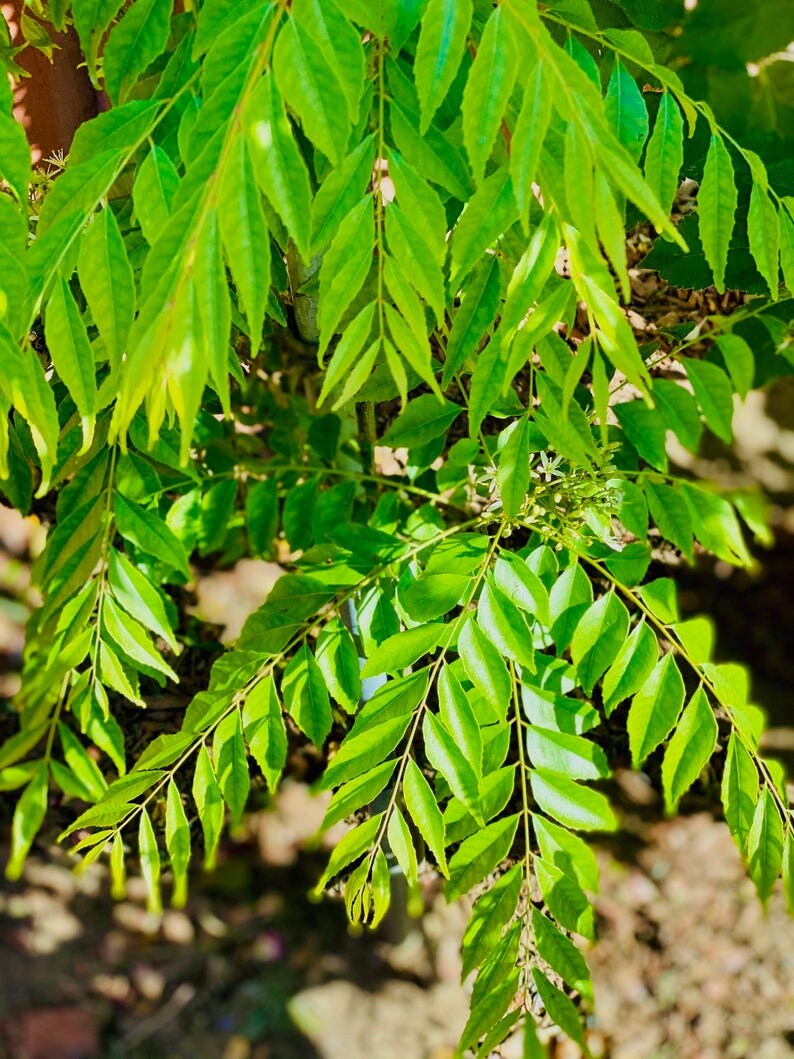 ORGANIC Ceylon Dry Curry Leaves Home Grown Dried Curry Leaf, Murraya koenigii, Bergera koenigii