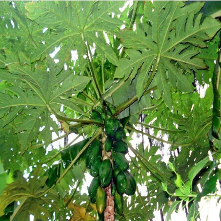 Fresh Papaya leaves  - Picked fresh to ship - Certified fresh from SRI LANKA