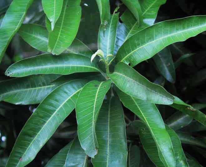 Mango Leaves 100% Organic Mango/ Mangifera Natural Leaf Fresh and Not dried