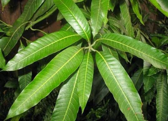 Mango Leaves 100% Organic Mango/ Mangifera Natural Leaf Fresh and Not dried