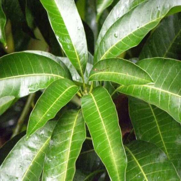 Mango Leaves 100% Organic Mango/ Mangifera Natural Leaf Fresh and Not dried