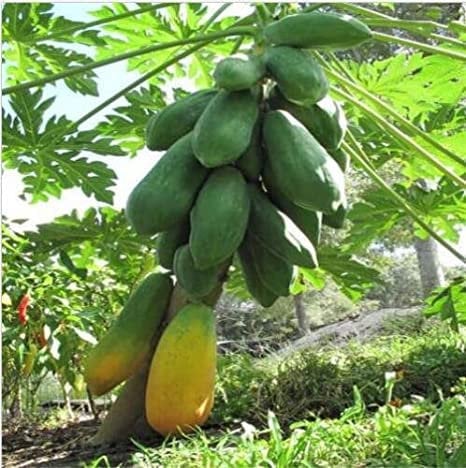 hybrid papaya seeds from sri lanka ceylon products home garden seeds organic