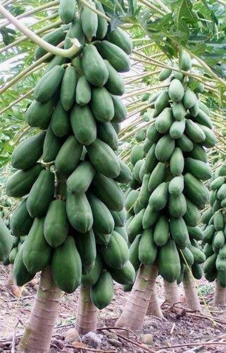 hybrid papaya seeds from sri lanka ceylon products home garden seeds organic