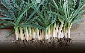 Leeks seeds pack for home garden from sri lanka ceylon products bonsai plants seedlings