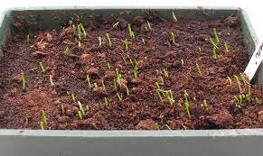 Leeks seeds pack for home garden from sri lanka ceylon products bonsai plants seedlings