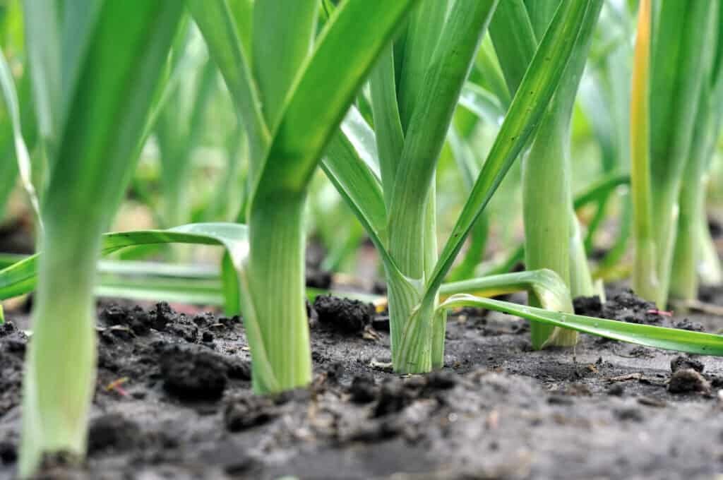 Leeks seeds pack for home garden from sri lanka ceylon products bonsai plants seedlings