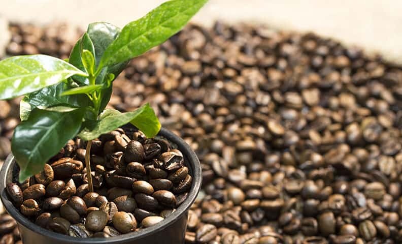 growing coffee seeds DWARF COFFEE PLANT 20 seeds