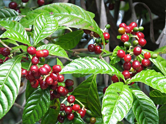growing coffee seeds DWARF COFFEE PLANT 20 seeds