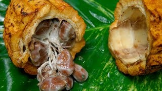 Fresh Cocoa Seeds for planting row coco Theobroma Cocoa bean