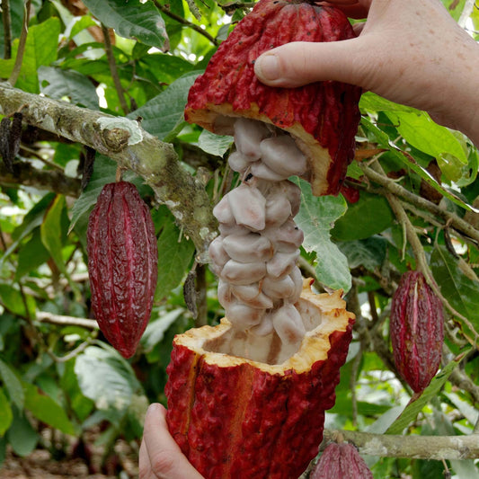 Fresh Cocoa Seeds for planting row coco Theobroma Cocoa bean