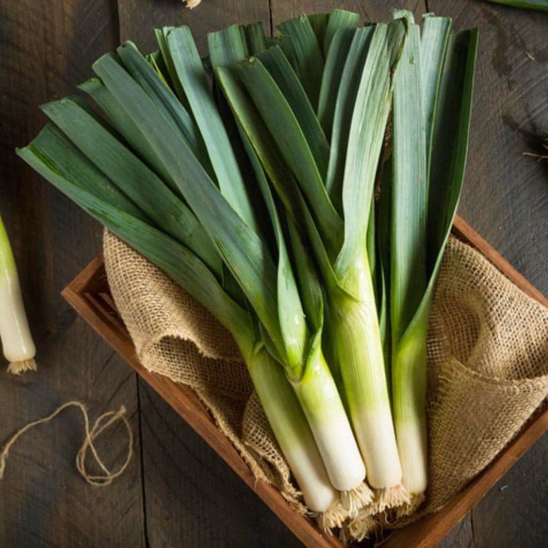 Leek Organic Seeds - Heirloom, Open Pollinated, Non GMO - Grow Indoors, Outdoors, In Pots, Grow Beds, Soil, Hydroponics & Aquaponics