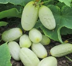 98% PLANTING Cucumber white,Cucumber seeds,France Cucumber,organic seeds PACKECT