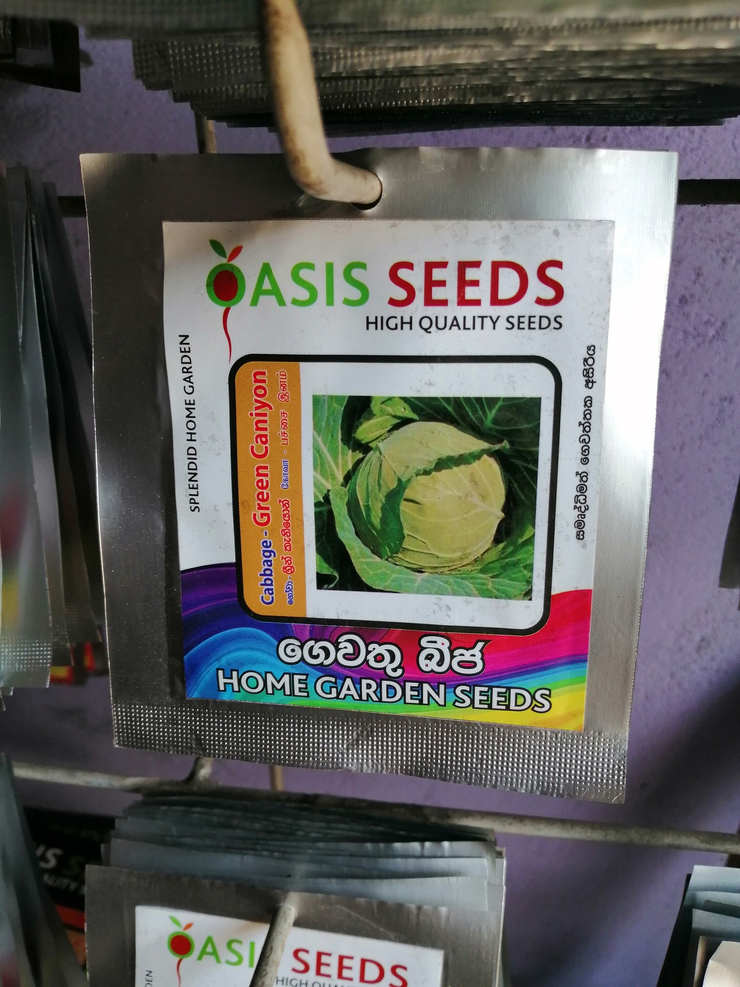 98 PLANTING Golden Acre Cabbage Seeds | USA Green Canonball Slaw Vegetable Garden Seed Summer Organic Non GMO Heirloom