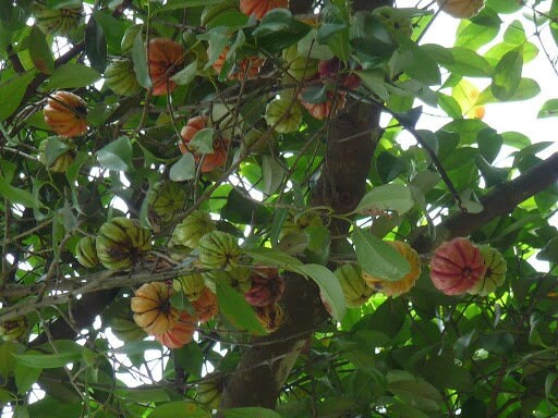 Garcinia Gummi Gutta Tree 10 Seeds PACKET , Garcinia Cambogia Seed, Brindleberry, Malabar Tamarind Tree Seed