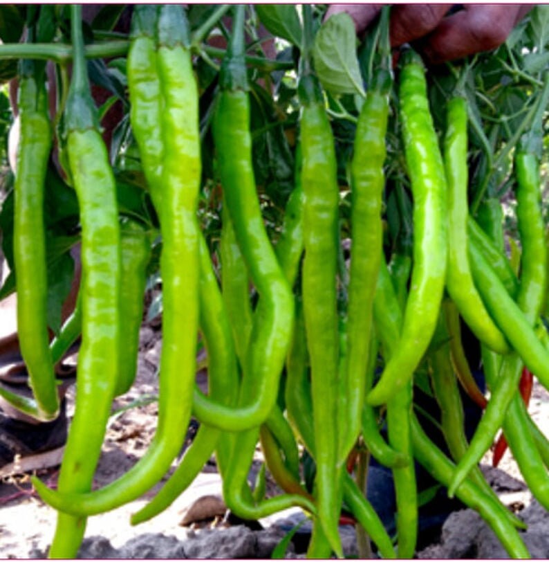 High Quality Organic Green Chili Seeds packKET  Medium HOT Long Chili Pepper