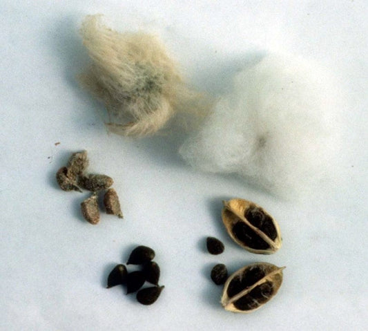Cotton seeds | White cotton seeds | Gossypium Hirsutum | ceylon seeds to grow