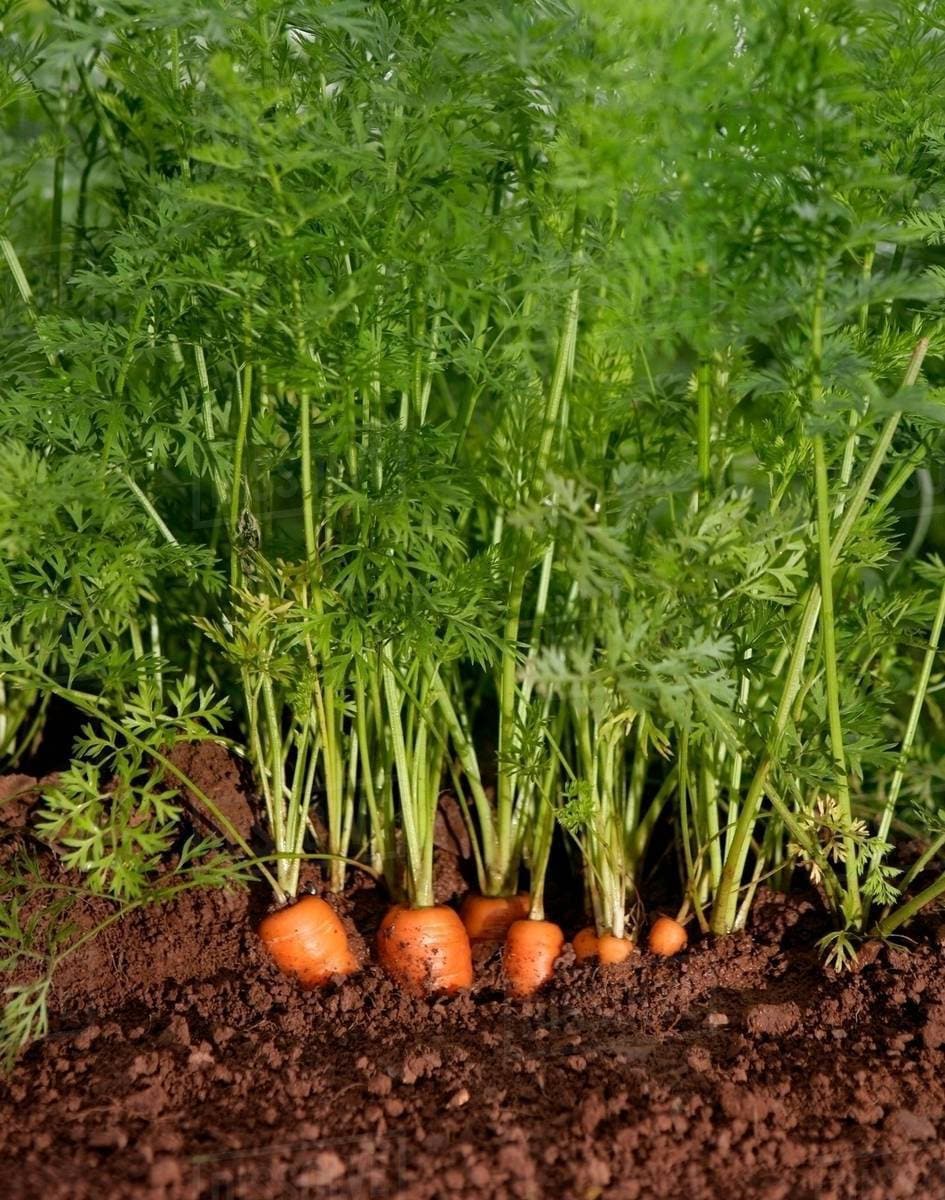 Carrot seeds pack for home garden from sri lanka ceylon products bonsai plants seedlings