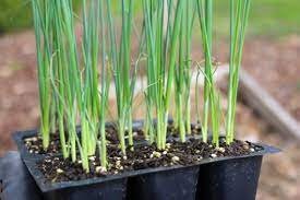 Leeks seeds pack for home garden from sri lanka ceylon products bonsai plants seedlings