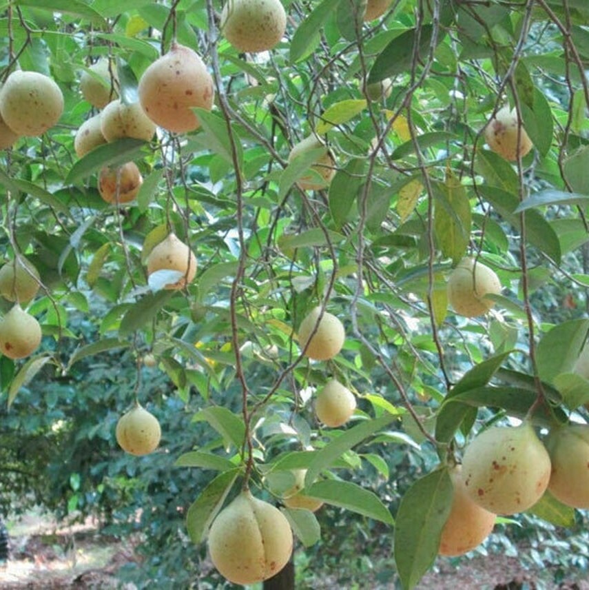 Ceylon Nutmeg Whole With Shell High Quality Organic Herbs Spices Sun Dried Beads