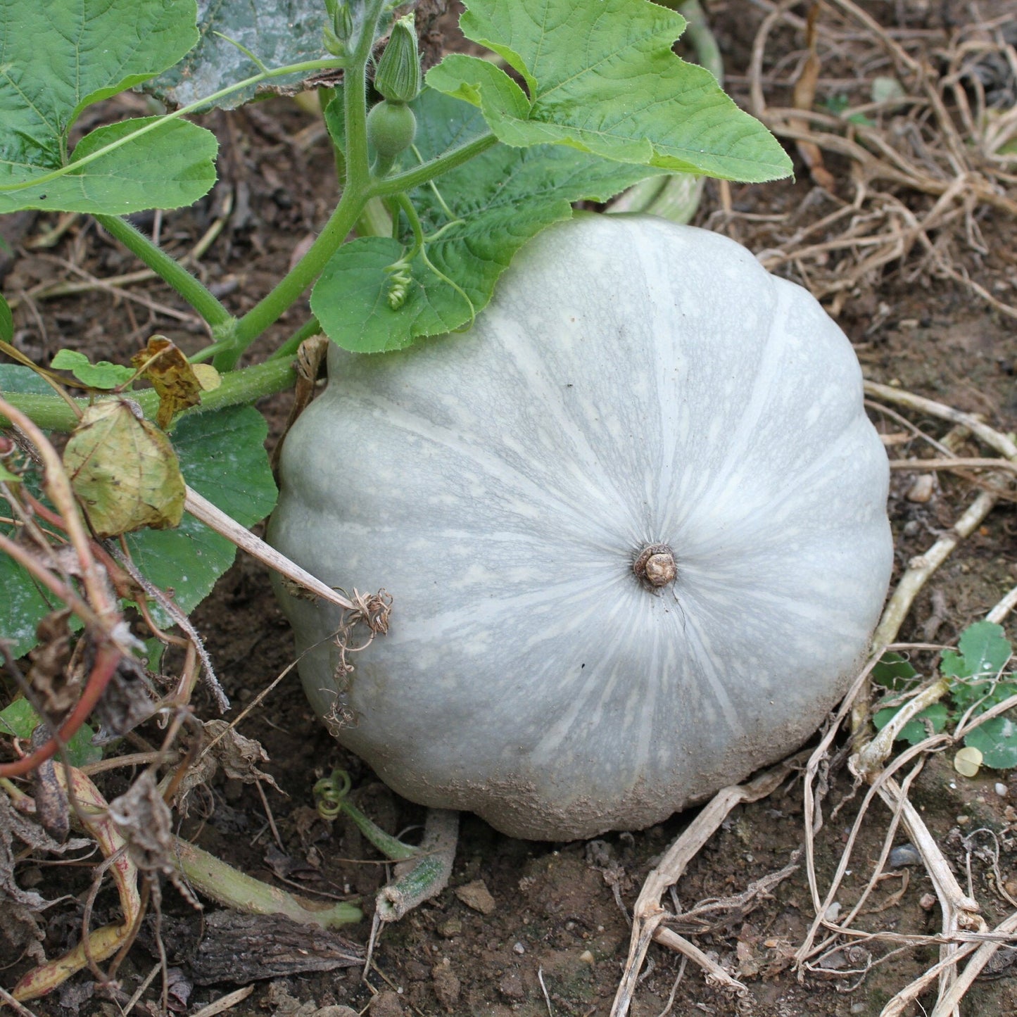 Jarrahdale Blue Pumpkin Seeds for planting | Garden Vegetable Winter Squash Kabocha Gray Cinderella Gourd Fall Seed Non GMO