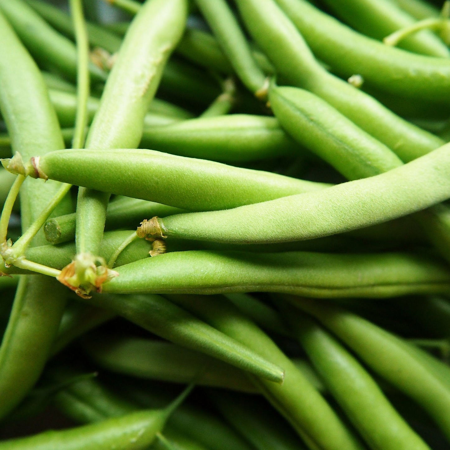 Contender Green Bean Seeds (Bush) Organic Non GMO Garden Vegetable Stringless Bush String Beans Seed