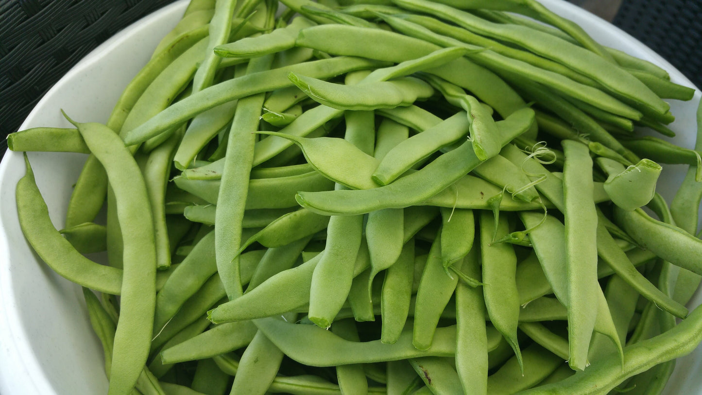 Contender Green Bean Seeds (Bush) Organic Non GMO Garden Vegetable Stringless Bush String Beans Seed