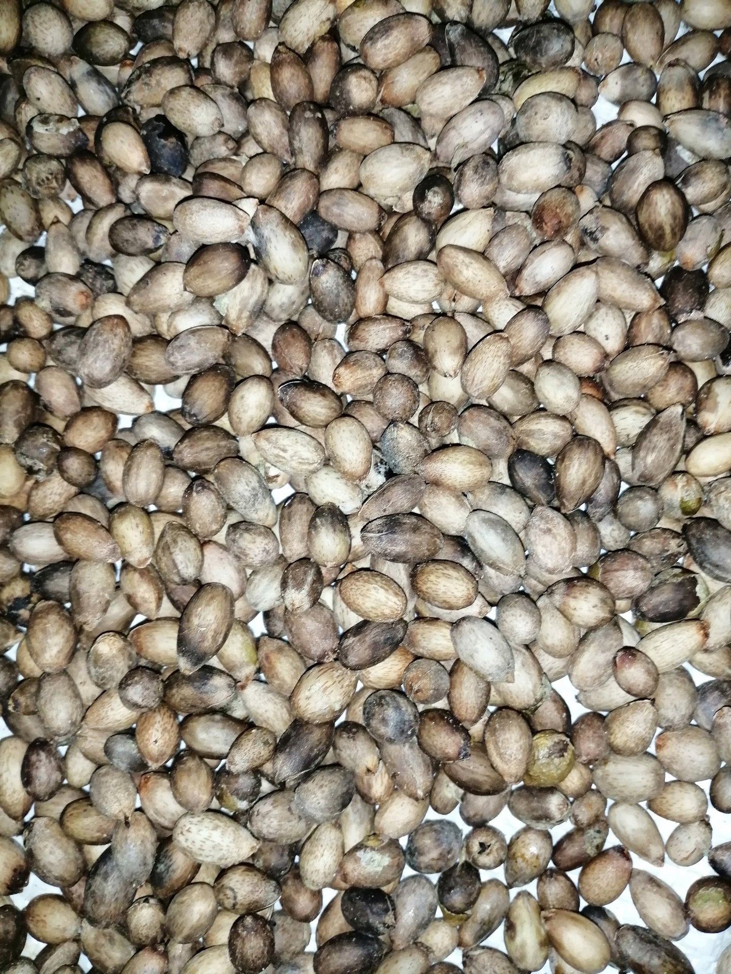 Ceylon Cinnamon Seeds-Organic Outdoor and Indoor Seeds Bonsai plant seeding