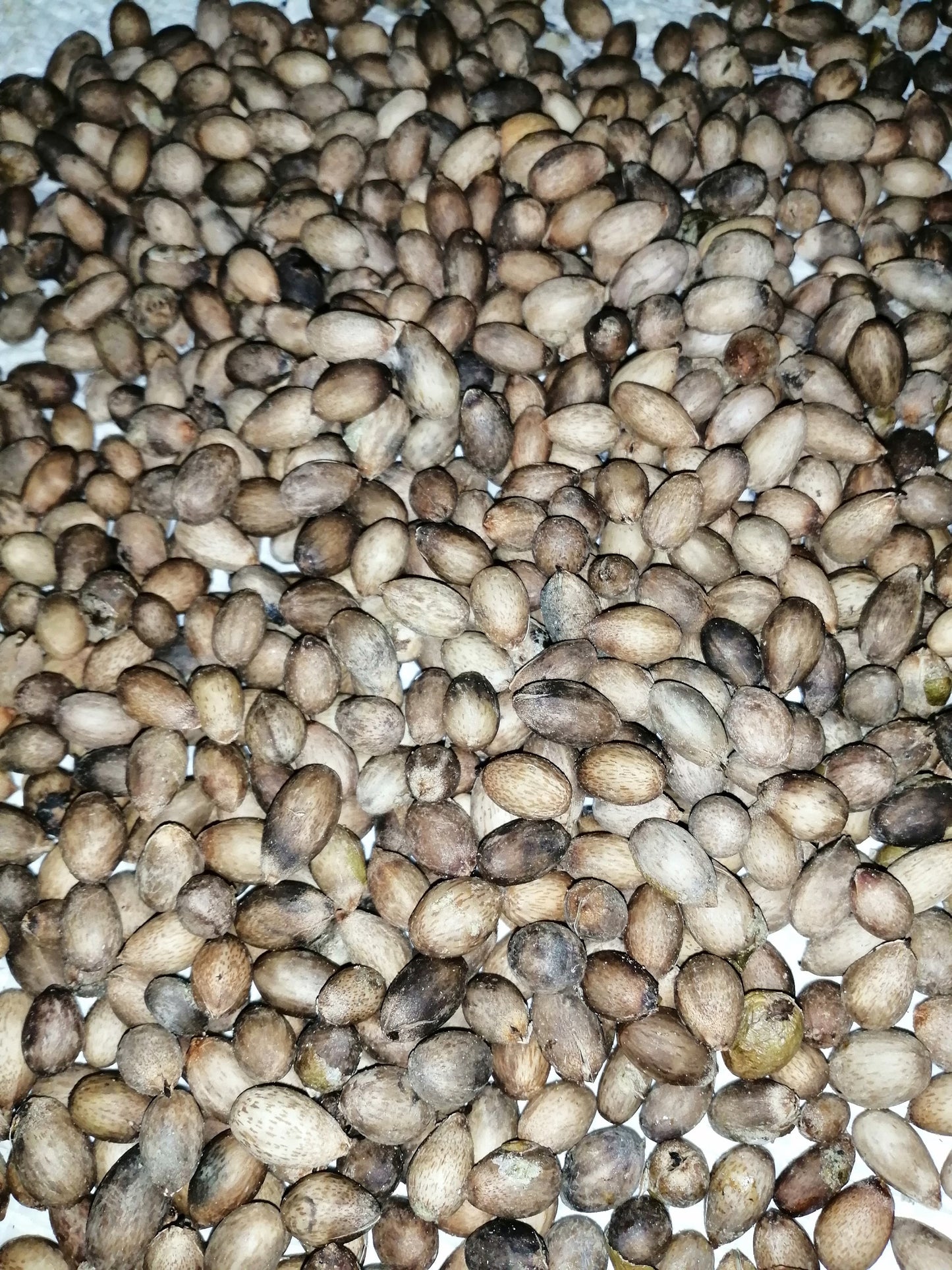 Ceylon Cinnamon Seeds-Organic Outdoor and Indoor Seeds Bonsai plant seeding
