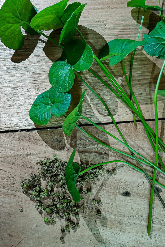 Ceylon Gotu Kola Seeds  | Centella asiatica  ,Pennywort Seeds For Home Gardening  (Indoor and Outdoor Plantings)