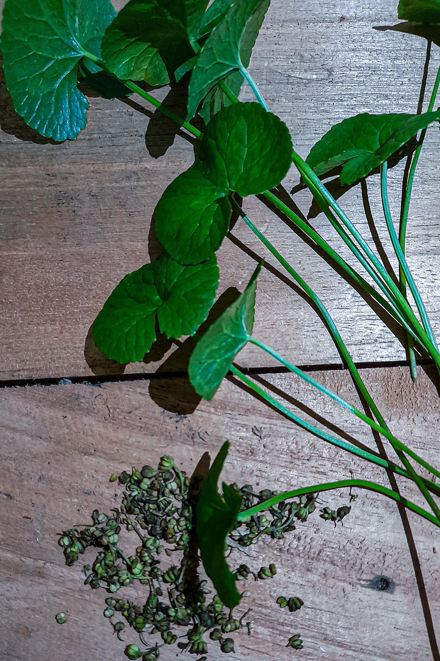 Ceylon Gotu Kola Seeds  | Centella asiatica  ,Pennywort Seeds For Home Gardening  (Indoor and Outdoor Plantings)