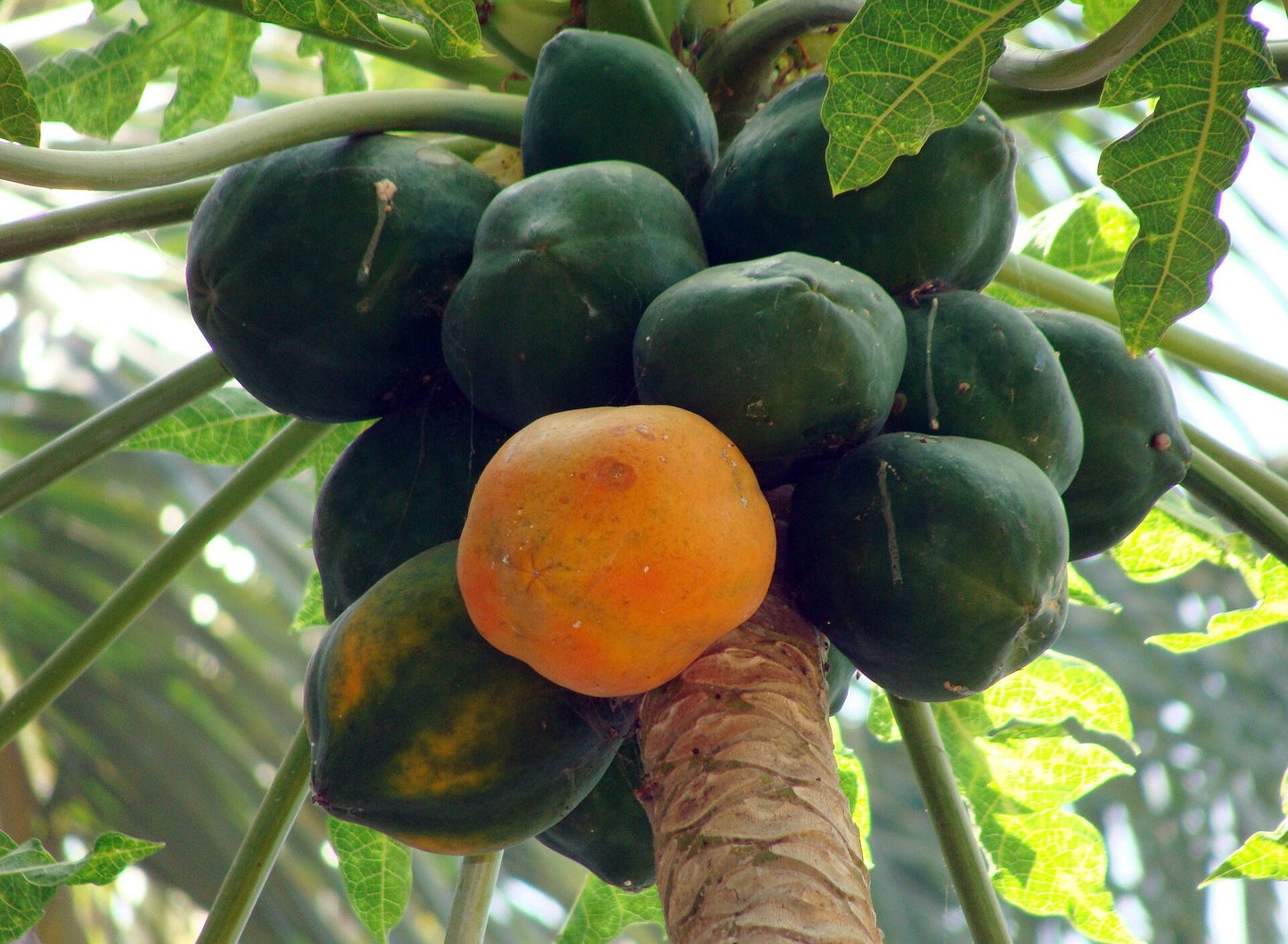 High Quality  Ceylon Papaya seeds 100% Organic , Pure and Dried.