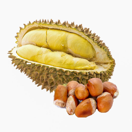 Durian Durio zibethinus Monthong Musangking Bawor Seeds fresh organic seeds  King of Fruit