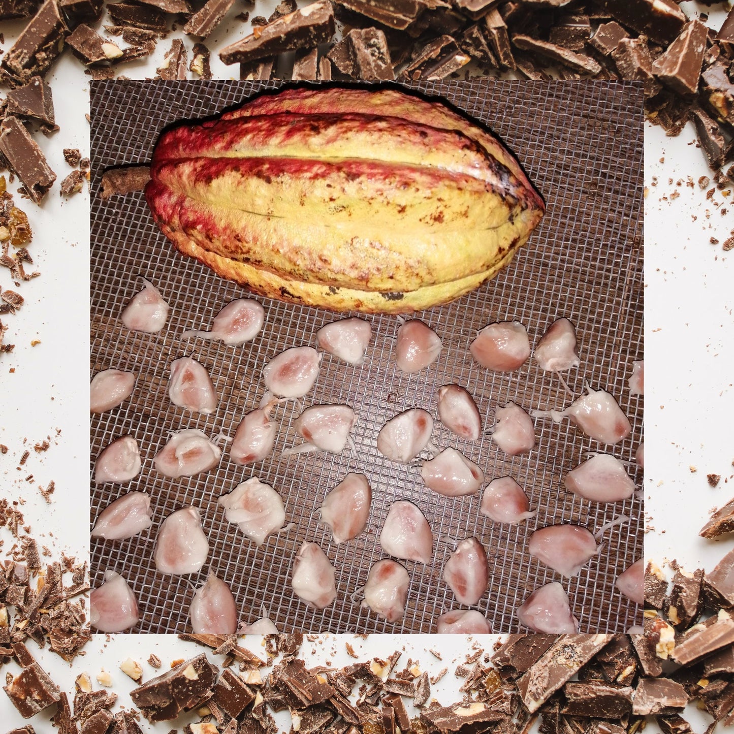 Theobroma Cocoa Seeds | Fresh planting live Cacao Seeds