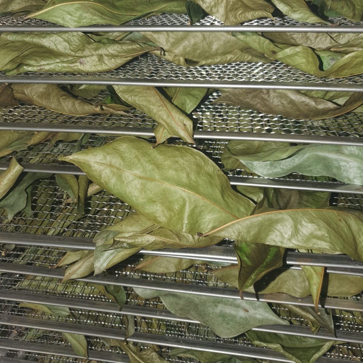 Dry Soursop leaves and powder at wholesale price - guanabana, soursop, graviola, or Brazilian paw paw